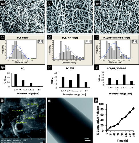 Figure 1. Morphology and diameter of fibers in three types of scaffolds. SEM images of PCL nanofiber without (a), with Chitosan nanoparticles (b) and Chitosan nanoparticles loading with PDGF-BB (c). Incorporation of Chitosan NPs increased the mean diameter and diameter distribution of fibers in groups PCL/NP (e) and PCL/NP/PDGF-BB (f) compared to the group PCL (d). Fiber diameter percentage at different ranges is shown for PCL (g), PCL/NP (h) and PCL/NP/PDGF-BB (i) using images a, b and c in conjunction with ImageJ. SEM photograph of chitosan nanoparticles (j), TEM images of PCL nanofiber containing chitosan nanoparticles (k) and in vitro release profile of PDGF-BB encapsulated in chitosan nanoparticles incubated in dH2O at room temperature on a rotary shaker at 70 rpm (l).