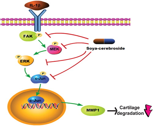 Figure 7. Schema depicting how soya-cerebroside inhibits MMP-1 production in chondrocytes. Soya-cerebroside reduced IL-1β-enhanced MMP-1 production in chondrocytes through the FAK/MEK/ERK and AP-1 signalling pathways in vitro and also diminished IL-1β-promoted cartilage degradation in vivo.