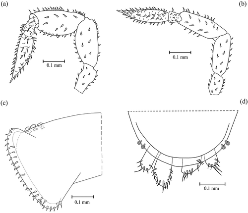 Figure 13. Uncuniscus singularis gen. nov., sp. nov. (a) Antenna of the male; (b) antenna of the female; (c) epimeron of the first pereionite in ventral view; (d) telson and uropods in dorsal view. Specimens of the typical series.