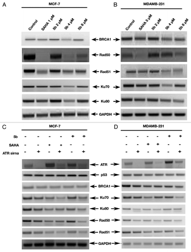Figure 8. mRNA levels of different DNA repair genes were suppressed by bisindole-PBD hybrid which was independent of ATR expression. (A and B) Expression of DNA repair associated genes was studied by RT-PCR. Treatment was given at 5 µM (in MDAMB-231), 1 µM (MCF-7) concentration of SAHA, and 2, 4, and 8 µM 5b for 24 h. in MCF-7 and MDAMB-231 cells and were incubated for 24 h. Total RNA extraction was done by Trizol method. PCR amplification of DNA repair associated gene (BRCA1, Rad50, Rad51, Ku70, and Ku80) product was observed by agarose gel. (C and D) RT-PCR amplification of DNA repair genes under reduced level of ATR. ATR-specific siRNA transfection was performed to see the expression pattern of DNA repair genes.