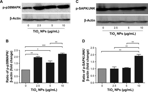 Figure 8 TiO2 NPs triggered activation of MAP kinase signaling cascade.Notes: (B and D) Quantitative analysis of relative fold changes in p-p38MAPK and p-SAPK/JNK protein levels; (A and C) Western blot images of p-p38MAPK and p-SAPK/JNK protein, respectively. Cells were incubated with indicated concentrations of TiO2 NPs for 6 hours. A 20 µg/well of protein samples were loaded on 10% SDS-PAGE and transferred to PVDF membrane. Protein blot signals were detected under UVP Biospectrum-600 imaging system (Thermo Fisher Scientific, Waltham, MA, USA). Protein intensity was quantified using image processing software ImageJ. Untreated cells were considered as loading control in this experiment. Data are normalized against β-Actin. Data are presented as the mean ± standard error of mean; *P<0.05, **P<0.01, and ***P<0.001 indicate significant differences when tested with ANOVA. Tukey’s test was used for post hoc tests.Abbreviations: TiO2, titanium dioxide; MAP, mitogen-associated protein; NPs, nanoparticles; PVDF, polyvinylidene fluoride.