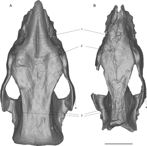 FIGURE 10. Comparison of 3D surface models of the neotype skulls of Chilotherium schlosseri (Weber, Citation1905) (GPIH 3015) (A) and Eochilotherium samium (Weber, Citation1905) (SMF M 3601) (B) from the Upper Miocene of Samos Island (Greece) in dorsal view. Abbreviations—1, longitudinal groove on nasal bones: present in C. schlosseri (A) and weak or absent in E. samium (B); 2, shape of frontal bones: strongly depressed in C. schlosseri (A) and slightly convex in E. samium (B); 3, distance between parietal crests: very widely separated (>70mm) in C. schlosseri (A) and moderately separated in E. samium (B); and 4, shape of zygomatic archs: posteriorly widening in C. schlosseri (A) and constant width in E. samium (B). Scale bar equals 10 cm.