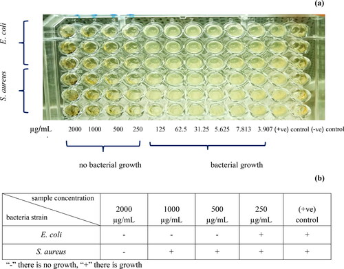 Figure 10. MIC determination of the BC-AgNPs composite against E. coli and S. aureus (a), and (b) table of MBC shows bactericidal effect of the bacteria suspensions taken from the MIC test.