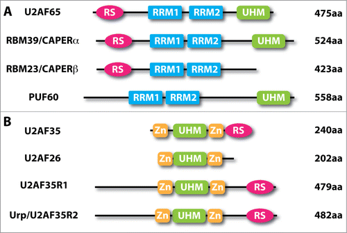 Figure 2. Domain structures of human U2AF-related proteins. (A), Human U2AF65 (NCBI Accession No. NP_009210) and its paralogues RBM39/CAPERα (NP_004893), RBM23/CAPERβ (NP_060577) and PUF60 (NP_001258027). (B), Human U2AF35 (NP_006749) and its paralogues U2AF26 (NP_659424), U2AF35R1 (Q15695) and Urp/U2AF35R2 (NP_005080). RRM, RNA recognition motif (blue); UHM, U2AF homology motif (green); RS, arginine-serine-rich (deep pink); Zn, zinc knuckle (gold).