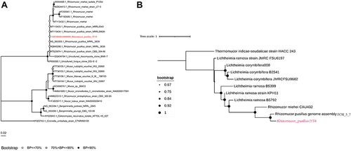 Figure 3 Comparisons of the R. pusillus isolate and reference sequences. (A) All 18S rRNA reference sequences and genomes were obtained from the NCBI database. Muscle (V3.8.31) was used for multisequence comparison of 18S rRNA sequences. IQTree (V 1.6.12) was used to draw the evolutionary tree. (B) All reference genome sequences used were obtained from the NCBI database. Nucmer (V 3.1) was used to compare the whole-genome sequences, Mummer (V 3.23) was used to compare the large-fragment sequences in the genome, and FastTree (V 2.1.11) was used to draw the whole-genome phylogenetic tree after data integration. Finally, ITOL was used to visualize the figure.