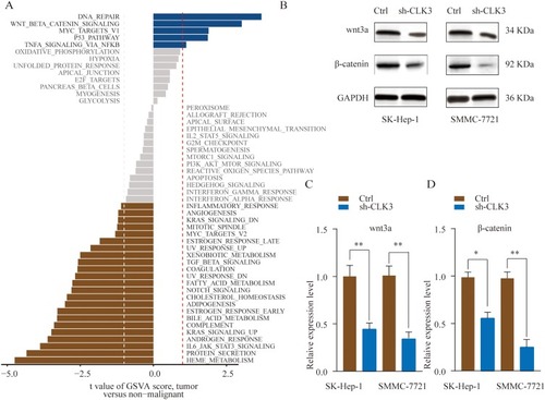 Figure 5 CLK3 activates the Wnt/β-catenin signaling pathway in HCC. (A) GSVA analysis showed that Wnt/β-catenin pathway in tumor compared with adjacent non-tumor were identified as the top three activated regulated pathways in TCGA HCC cancer cohort. (B, C) SMMC-7721 or SK-hep-1 cells were transfected with Ctrl or sh-CLK3 and the expression of Wnt3a and β-catenin was analyzed by Western blot. Relative quantification analysis was based on grayscale values. *p < 0.05, **p < 0.01.