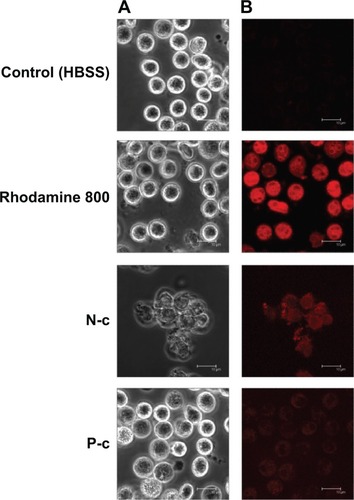 Figure 7 Confocal laser scanning microscopy.Notes: Cell morphology (A) and cellular uptake (B) of human neutrophils treated with free rhodamine 800 and N-c and P-c, and examined by confocal laser scanning microscopy.Abbreviations: CTAB, cetyltrimethylammonium bromide; HBSS, Hank’s balanced salt solution; N-c, CTAB-coated nanostructured lipid carriers; P-c, CTAB-coated poly(lactic-co-glycolic) acid nanoparticles.