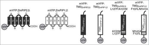 Figure 1. Cartoon representation of mYFP-tagged proteins analyzed in this study. ZmPIP2;5 portions are shown in black and ZmPIP1;2 portions are shown in white. The mYFP is represented as a gray sphere. Site-directed mutations, relative to their respective position in full-length ZmPIP2;5 and ZmPIP1;2, are indicated.