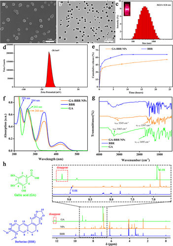 Figure 1 Characteristics of GA-BBR NPs.