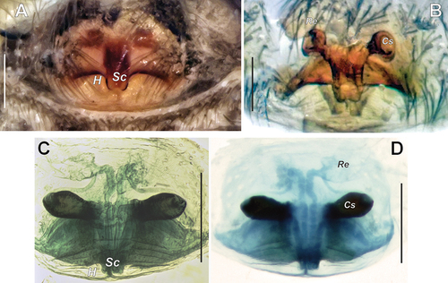 Figure 3. Epigynes of Oecobius melanocephalus sp. n. (A, B) and O. fahimii (C, D). (A) intact, ventral; (B) macerated, dorsal; (C), (D) dyed, dorsal. Scale bars = 0.2 mm. (A), (B) reproduced from Zamani et al. (Citation2017). (C), (D) reproduced from Zamani and Marusik (Citation2018). Abbreviations: Cs – sclerotised capsule, H – ‘hood’, Re – receptacle, Sc – ‘scape’.