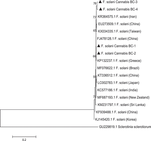 Fig. 4 Phylogenetic tree of Fusarium solani isolates originating from diseased cannabis roots (BC-1, BC-2, from a previous study) and cannabis buds (BC-3, BC-4, present study) using ITS1-5.8S-ITS2 sequences compared with 13 isolates from a range of geographic regions worldwide (GenBank numbers are shown). A bootstrap consensus tree was inferred from 1000 replicates to represent the distance using the neighbour-joining (NJ) method. Branches corresponding to partitions reproduced in less than 50% bootstrap replicates were collapsed. Sclerotinia sclerotiorum was used as an outgroup. The scale bar indicates the expected number of nucleotide substitutions.