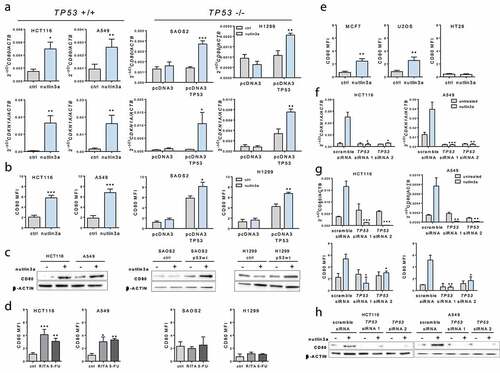 Figure 1. TP53 activation induces CD80 expression in human tumor epithelial cells. (a) 10 µM Nutlin-3a treatment induced CD80 expression in TP53-positive tumor cells. Levels of CD80 and CDKN1A transcripts upon Nutlin-3a treatment for 6 h were assessed by quantitative Real-Time polymerase chain reaction (PCR) in HCT116 and A549 cells (TP53-positive) and Saos2 and H1299 cells (TP53-null, transfected with pcDNA3 plasmid vector alone as control or to overexpress TP53). (b) Induction of cell surface expression of CD80 by Nutlin-3a treatment for 24 h relative to background staining determined by isotype-matched control was measured by flow cytometry. (c) Induction of CD80 protein expression by Nutlin-3a treatment for 24 h determined by western blotting. (d) CD80 expression was induced by 600 µM 5FU or 1 µM RITA treatment for 24 h in HCT116 and A549 TP53-positive cells but not in TP53-null cells. (e) Induction of cell surface expression of CD80 by Nutlin-3a was measured by flow cytometry in MCF7 and U2OS cells (TP53-positive) and HT29 cells (TP53-mutant). (f) Efficient TP53 depletion by TP53 siRNA inhibited CDKN1A induction by Nutlin-3a in HCT-116 and A549 cells as assessed by qPCR. Efficient TP53 depletion by TP53 siRNA inhibited CD80 induction by Nutlin-3a in HCT-116 and A549 cells as assessed by qPCR and flow cytometry (g) and western blotting(h). Data shown are representative results of at least 3 independent experiments. Data are presented as mean ± S.E.M. Unpaired, two-tailed Student’s t-test was used for comparison. *p < 0,05; **p < 0,01; ***p < 0,001 vs control (ctrl) or scramble siRNA