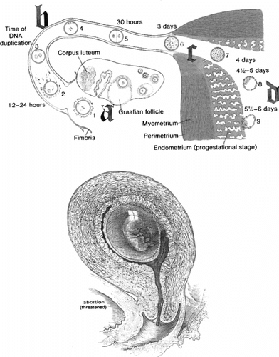 FIGURE 2 A diagrammatic representation of the in vivo environment where fertilization and embryo development take place. Mode of action of morning-after pill when given at different stages of the menstrual cycle. When the drug is given during the follicular phase of the cycle either blocks (a) ovulation, or interferes with (b) fertilization. If, however, the drug is administered during the luteal phase of the menstrual cycle, it may destroy (c) the morula, or (d) the early stages of the blastocyst prior to implantation.