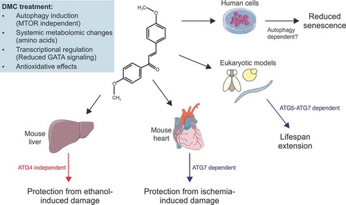 Figure 1. 4,4ʹ-dimethoxychalcone (DMC) promotes health through autophagy-dependent and -independent effects. DMC treatment results in a characteristic intracellular response with a number of beneficial effects across species. Autophagy is causal for lifespan extension in yeast, nematodes and fruit flies as well as for cardioprotection in mice. Per contra, the protective effects of DMC in the liver, where autophagy is also induced upon DMC treatment, do not depend on Atg4b, suggesting pathways alternative to canonical autophagy. Illustrations adapted from Servier Medical Art, licensed under a CC-BY 3.0 Unported License.