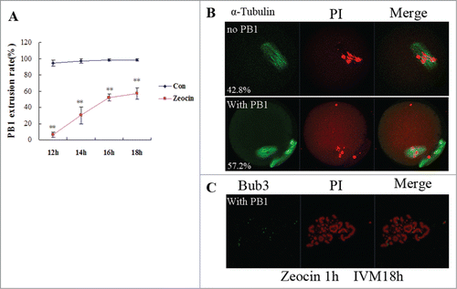 Figure 3. In vitro maturation of severe DNA DSBs oocytes was delayed. (A) PB1 extrusion rates were analyzed from 12 h of IVM to 18 h of IVM. Two asterisks indicate dramatically significant differences compared to the control group (P < 0.01). (B) Spindle assembly and chromosome alignment at 18 h of IVM in zeocin-treated oocytes. Oocytes were stained with anti-α-tubulin-FITC antibody and PI. The percentages of each type were indicated. (C) Chromosome spread of MII oocyte at 18 h of IVM in the DNA DSBs group. Chromosome fragments were observed after staining with anti-Bub3 antibody and PtdIns.