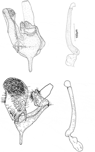 Figure 5. Male genitalia: Eidophasia hufnagelii: a – general view, b – aedeagus; Eidophasia insulella: c – general view, d – aedeagus.