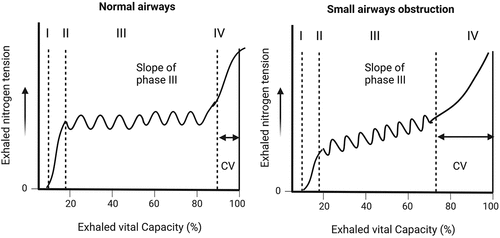Figure 2. The single-breath nitrogen test. During the test, the subject maximally exhales to RV and then inhales a VC of 100% oxygen. From TLC, the subject slowly exhales back to RV while recording the nitrogen concentration on an X-Y axis. Four phases are typically identified: phase I represents pure dead space, phase II represents a combination of dead space and alveolar gas, phase III represents alveolar gas, and phase IV is known as the closing volume (CV). This volume identifies the point at which the peripheral airways stop contributing to lung deflation and is usually assumed to be approximately 0.8. An increased CV indicates premature closure of the small airways due to peripheral lung injury or dysfunction. In particular, the slope of phase III appears to be a sensitive indicator of early changes in the airways or lung parenchyma. An increased slope of phase III is associated with poor homogeneity of ventilation and compromised gas exchange. RV: residual volume. VC: vital capacity. TLC: total lung capacity. Created with BioRender.com.