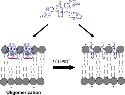 Figure 7.  Schematic representation of the proposed mechanism of interaction between DEN Fpep and lipidic vesicles. DEN Fpep clearly interacts more extensively with anionic lipid containing vesicles. The mechanism of interaction depends on the macroscopic peptide:lipid ratio in the sample. At high ratio, oligomerization occurs due to quasi-complete crowding and is buried in an intermediate position of the outer hemilayer, in a compact (closely packed) conformation. Upon addition of lipid, at low peptide:lipid ratio, the peptide suffers a conformational change, probably small, leading to static quenching of Trp fluorescence, without changing its in-depth location. This figure is reproduced in colour in Molecular Membrane Biology online.