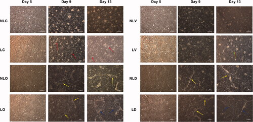 Figure 3. Morphological changes of BMSCs in each group were observed by inverted phase contrast microscope (40×; the scale bar represents 50 µm). The arrows in LC group at day 9 and day 13 indicate cell accumulation. The arrows in NLO (day 9 and day 13), LO (day 9), NLD (day 9 and day 13) and LD (day 9) groups indicate “rod-like” structures. The arrows in LO (day 13) and LD (day 13) groups indicate porous trabecular bone structures, suggesting BMSCs differentiate into osteoblasts. The arrows in LV (day 13) group indicate “ring-like” cell populations, suggesting BMSCs differentiate into vascular endothelial cells and have a tendency to form microvascular structures.