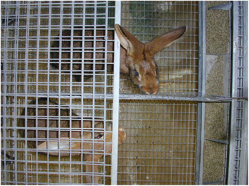 Figure 2. A buck is displaying an olfactory behavior towards a doe located in a contiguous cage delimited by a solid tin wall provided with small holes