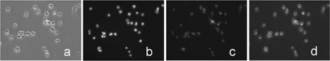 FIG. 5 The images were taken by routine Fluoview microscopy. (a) Bright field image for the cells; (b) The blue fluorescent image of nuclei stained by Dapi-blue dye; (c) red fluorescent image of QDs; (d) a photographically merged image that was composed from above three images.