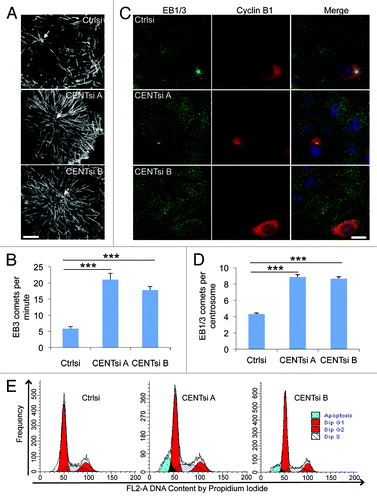 Figure 4. Centrobin-depleted cells exhibit increased microtubule nucleation. (A) HeLa cells were co-transfected with EB3-GFP and control or Centrobin siRNA. Maximum intensity projections of live cell image sequences of control and Centrobin-depleted cells. Images were collected every 0.5 sec, and the movies were 2 min in duration. Scale bar represents 10 μm. (B) Microtubule nucleation frequency from the centrosome as quantified from movies of EB3-GFP described in (A). A circle measuring 5 μm in diameter was drawn around the centrosome and comets originating in the circle were counted. (C) Control and Centrobin-depleted cells were co-stained with antibodies against Cyclin B1 and EB1/3. Scale bar represents 20 μm. (D) Quantification of the number of EB1/3 comets around the centrosome from fixed cells described in (C). The location of the centrosome was identified via 3D reconstruction of the cells then a maximum projection image generated and a circle measuring 5 μm in diameter was drawn around the centrosome. All the comets contained within the circle were counted. (E) Cell cycle profiles of control and Centrobin-depleted cells. Error bars represent the standard error of the mean from three independent experiments. For each of these experiments, 10 cells were measured per condition. p-values are denoted as follows: ***p < 0.001.