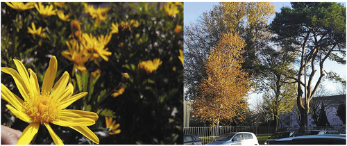 Figure 2. Green spaces and public gardens in the vicinity of their neighborhoods and school appreciated by the group (photographed by Nokas and Joka respectively).