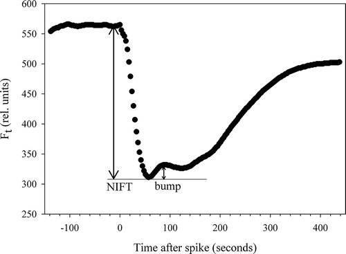 Fig. 2. Example of secondary effect (‘bump’) in a chlorophyll a fluorescence (Ft) transient typically occurring after applying a moderate Pi-spike.