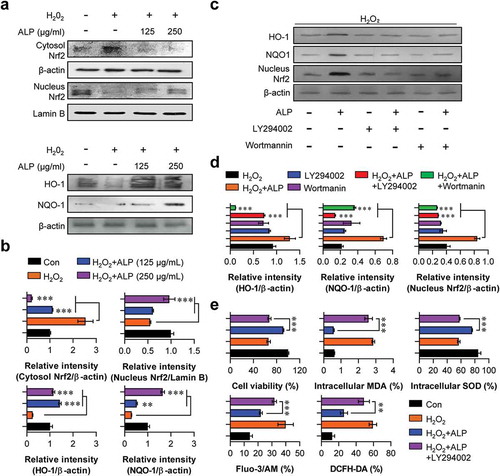 Figure 5. Roles of ALP in Nrf2-mediated HO-1/NQO-1 pathways in H2O2-induced neuronal cell death.