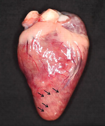 Figure 1. Heart of a meat-type duck showing white stripe appearance (arrows) on the epicardium.