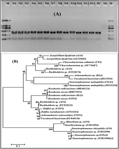 Figure 3. (A) PCR-amplification of the nifH gene from genomic DNA. M; molecular size marker from 100 to 2000 bp. PC; is positive control (Klebsiella verticola) and NC; is a negative control. (B) The phylogenetic tree of nifH gene sequences of amplified diazotrophs strains was constructed by the Neighbor-joining method. Bootstrap values (%) based on 1000 resampled datasets are exposed at branch nodes. The analysis involved 26 nucleotide sequences. Strain Codes: N1, COY2; N2, COY4; N3, CON3; N4, AA4; N5, AN1; N6, AN2; N7, AN5; N8, BA1; N9, BA3; N10, CY2; N11, COA2; N12, COA4; N13, AY4.