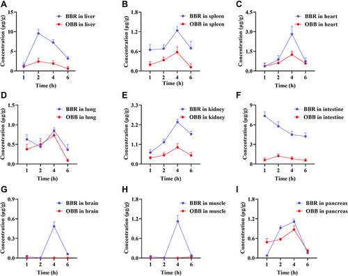 Figure 8 Distribution profiles of BBR and OBB in the liver (A), spleen (B), heart (C), lung (D), kidney (E), intestine (F), brain (G), muscle (H), and pancreas (I) in rats post oral administration of 400 mg/kg BBR at 1, 2, 4, and 6 h. Data are presented as mean ± S.E.M. (n = 6).