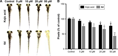 Figure 6 Effect of inhibitor 6d on pigmentation of zebrafish.