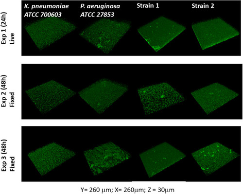 Figure 1 Pandoraea pnomenusa forms biofilm on abiotic surfaces. Overnight fully aerated planktonic culture of P. pnomenusa patient isolates (strains #1 and #2) as well as the biofilm-producing species K. pneumoniae ATCC 700603 and P. aeruginosa ATCC 27853 (ie, positive controls) were diluted 1:100 in fresh LB medium and grown at 37°C, under agitation, to exponential phase. Cultures were then inoculated into tissue culture treated imaging chambers and let form biofilms at 37°C. At given time-points, biofilms were washed using PBS to remove non-sessile bacteria and, when indicated, fixed with 4% paraformaldehyde. Bacterial membranes were subsequently stained with the fluorescent probes FM 4–64FX to visualise the biofilm biomass by confocal laser scanning microscopy. 3D reconstructions of the Z optical section stacks (x = 260 μm, y = 260 μm, z = 30 μm) indicates the formation of dense and rough biofilms of distinct morphotypes. K. pneumoniae produced small, uniformly distributed aggregates. P. aeruginosa and P. pnomenusa developed large aggregates, distributed across the whole well.