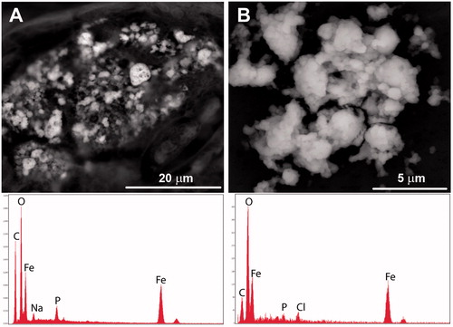 Figure 5. Comparison of endogenic iron oxide aggregates. (A) Porous iron oxide observed during the in situ analysis commonly contained sodium (Na), phosphorus (P) and small amounts of sulfur (S) which may be part of the tissue or from tissue preparation. (B) Iron oxides observed after tissue digestion were less porous, contained less phosphorus, and had detectable chlorine (likely introduced from the bleach).