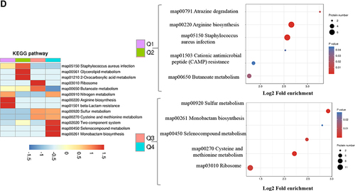 Figure 2 Go annotation and KEGG pathway of DEPs: gene ontology terms for subcellular location distribution. (A) cellular component (B) biological process (C) molecular function (D) main KEGG pathway.