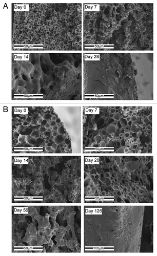 Figure 12. SEM fractographs of shell structures showing their microstructural changes with time: (A) 50/50 PDLGA at days 0, 7, 14, 28, (B) 75/25 PDLGA at days 0, 7, 14, 28, 56 and 126.Citation133