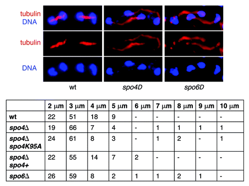 Figure 3. The anaphase II spindles are abnormally expanded in spo4Δ and spo6Δ mutant cells. A wild-type h90 strain and h90 strains carrying either a knockout allele of spo4 (spo4Δ) (JG14875), or a knockout allele of spo6 (spo6Δ) (JG14882) or a knockout allele of spo4 transformed with a plasmid carrying either a wild-type allele of spo4 (spo4Δ spo4+) (JG14906) or a “kinase-dead” allele of spo4 (spo4Δ spo4K95A) (JG14910) were sporulated, fixed and stained with antibodies against tubulin and GFP. DNA was visualized by Hoechst staining. The length of meiosis II spindles was determined in 100 zygotes.