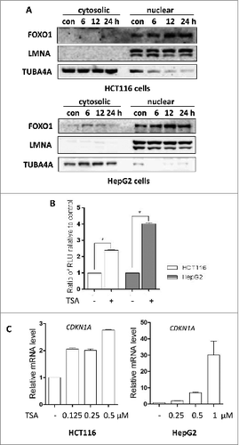 Figure 3. FOXO1 transcriptional activity is increased by HDACIs. (A) Effect of TSA on nuclear retention of FOXO1. HCT116 cells were treated with TSA (0.5 μM for 6, 12, or 24 h); HepG2 cells were treated with TSA (1 μM for 6, 12, or 24 h). To track the subcellular localization of FOXO1, nuclear and cytosolic proteins from control and TSA-treated cells were probed for FOXO1. The same membrane was then stripped and reprobed for TUBA4A or LMNA to ensure equal protein loading. (B) The luciferase reporter plasmid under the control of the FOXO1 promoter was transfected into HCT116 and HepG2 cells. After 24 h, the cells were treated with TSA (0.5 or 1 μM) for another 12 h and the relative luciferase activity was measured. RLU refers to relative luciferase units. Error bars represent the standard deviation. (C) HCT116 cells were treated with TSA (0.125, 0.25 or 0.5 μM) for 24 h; HepG2 cells were treated with TSA (0.25, 0.5 or 1 μM) for 24 h. Total mRNA was extracted and real-time PCR was performed to determine changes in CDKN1A mRNA. GAPDH was used as a loading control.