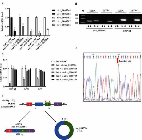 Figure 4. Effects of circ_0005564 on the expression of osteogenic markers. (a) siRNAs was transfected into BMSCs, and circRNAs expression was tested by qRT-PCR. *p < 0.05. (b) RUNX2, OPN, and OCN were detected by qRT-PCR after circ_0005564 silencing. *p < 0.05. (c) The formation pattern of circ_0005564. (d) Divergent and convergent primers were designed to determine the circular form of circ_0005564. PCR products were observed through agarose gel electrophoresis. (e) Sanger sequencing of products from divergent primers of circ_0005564