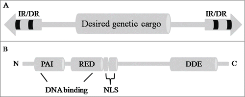 Figure 1. The structures of SB transposon and transposase. (A) The transposon has a desired genetic cargo, which is flanked by terminal inverted repeats (IR/DRs, 2 big arrows), each containing 2 binding sites for the transposase. (B) SB transposase has an N-terminal, bipartite, paired-like DNA-binding domain [PAI (Pro, Ala, Ile), RED (Arg, Glu, Asp)] containing a nuclear localization signal (NLS); and C-terminal, which has the DDE (Asp, Asp, Glu) catalytic domain.