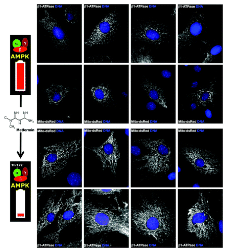 Figure 3. The AMPK agonist metformin induces mitochondrial biogenesis and elongation in MEFs. Low-passage MEFs were cultured in the absence or presence of 10 mmol/L metformin for 48 h. Mitochondrial morphology and organization was detected by transient transfection with mito-DsRed or by staining with an antibody against the β1-subunit of the mitochondrial F1-ATPase complex. Figure shows representative images of untreated or metformin-treated MEFs that were captured using different channels for mito-DsRed or β1-ATPase (white) or Hoechst 33258 (blue). Note that metformin-treated MEFs showed significantly more organized and elongated mitochondria.