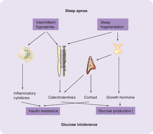 Figure 1. Sleep fragmentation and hypoxemia as the initiating triggers lead to activation of the hypothalamus-pituitary-adrenal axis, increased sympathoexcitation and subclinical inflammation, resulting in increased endogenous glucose production and insulin resistance.