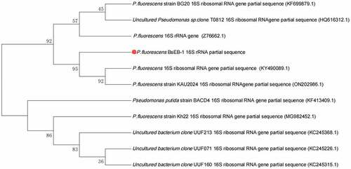 Figure 1. Phylogenetic tree of Pseudomonas fluorescens BsEB-1 16S rRNA sequence.