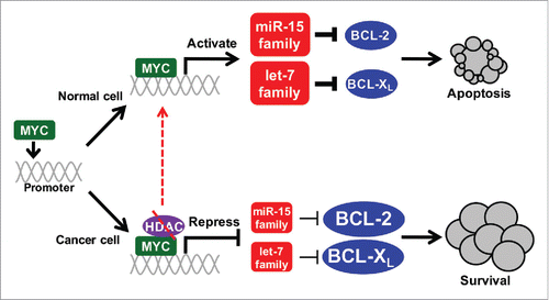 Figure 1. HDAC inhibition re-activates MYC-regulated miRNA mediated-apoptosis. Cellular transformation status dictates whether MYC transcriptionally activates or with HDACs, represses the miR-15 and let-7 families. In normal, non-transformed cells (top), MYC induces these miRNA that then target BCL-2 and BCL-XL, decreasing their expression and triggering apoptosis. This apoptotic mechanism is inactivated in cancer cells (bottom), but re-activated by HDACi (dashed lines).