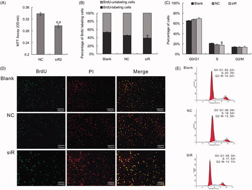 Figure 2. Effect of PLCG2 on cell proliferation. BRL-3A cells were treated by 50 nM siRNA2. At 48 h post-transfection, cells were used in MTT, BrdU and FCM assays to evaluate cell proliferation rate. (A) The results of MTT assay were analyzed using paired Student’s t-test: ** indicates p < .01. The results showed that the viability of cells transfected with siR2 was significantly lower than control (p < .01). (B) Micrograph of the BrdU-labelling cells. Number of BrdU-libeling cells in cells transfected with PLCG2 siRNA2 at 48 h was significantly lower than that of the NC group (39.31 ± 1.12% vs. 45.42 ± 1.06%, *p < .05). (C and E) Cell cycle analysis by flow cytometry. Compared with NC, proportion of cells in S- and G2/M-phase was diminished in cells transfected with siRNA2 at 48 h (S + G2/M: 30.66 ± 2.21% vs.31.92 ± 1.03%, *p < .05). Data represent the mean (±SD) of three independent experiments, at least. (D) BrdU and PI double stained cells to show the proliferative cells. Original magnification: 100×. Scale bar: 100 μm.