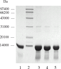 Figure 1. SDS-PAGE Electrophoretogram of hemoglobin in improved pretreatment process. 1. Bovine hemoglobin standard (Sigma), 2. MW marker, 3. lysate, 4. filtrate of 0.45 µm membranes, 5. retentate of 30 KD membranes.