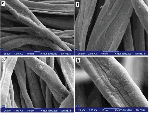 Figure 2. SEM images of 5 minutes air-plasma treated cotton: (e) 1kX and (f) 2.50kX; 5 minutes nitrogen plasma-treated cotton: (g) 1kX and (h) 2.50kX.