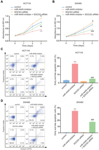 Figure 6 The miR-4449/SOCS3 axis regulated colorectal cancer cell proliferation and apoptosis. (A, B) The CCK-8 assay was used to detect cell proliferation of HCT116 (A) and SW480 (B) cells with transfection of miR-NC or miR-4449 inhibitor in combination with control siRNA or SOCS3 siRNA. C-D. The flow cytometry was used to detect cell apoptosis of HCT116 (C) and SW480 (D) cells with transfection of miR-NC or miR-4449 inhibitor in combination with control siRNA or SOCS3 siRNA. *** vs control p<0.001; and vs control p<0.05; ## vs miR-4449 inhibitor p<0.01; ### vs miR-4449 inhibitor p<0.001; & vs control p<0.05.