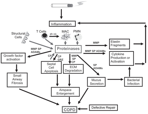 Figure 1 Mechanisms by which different classes of proteinases contribute to pathologies in COPD. Cigarette smoke stimulates inflammatory cell recruitment, proteinase production, and proteinase release from inflammatory, immune, and structural cells in the lung. Proteinases contribute to airspace enlargement by degrading ECM and promoting death of structural cells of the alveolar walls. Proteinases also amplify lung inflammation and promote mucus hypersecretion and small airway fibrosis.